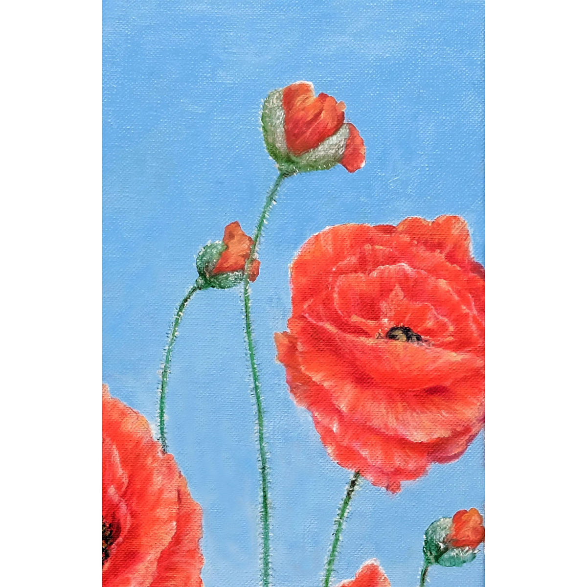 Detalle de Poppies on blue con capullos de amapolas y flor roja sobre fondo azul cielo