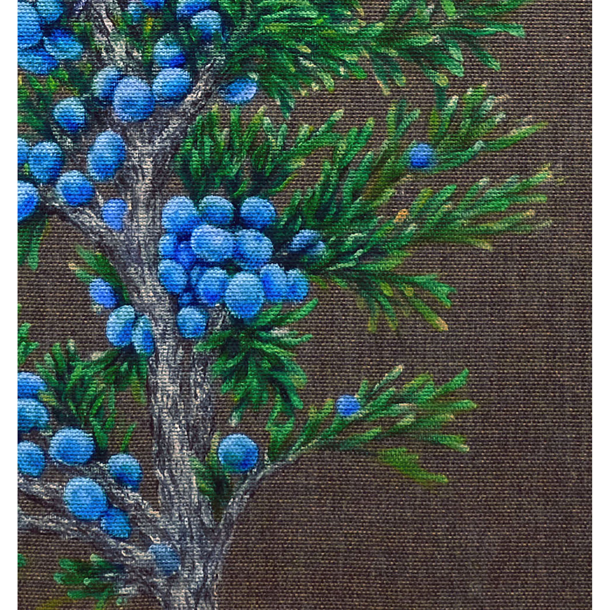 Detalle de las bayas azules y las ramas verdes de enebro en Juniper Watcher